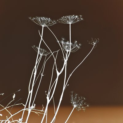 Leuchtende Botanische Formen von Christina Sillen
