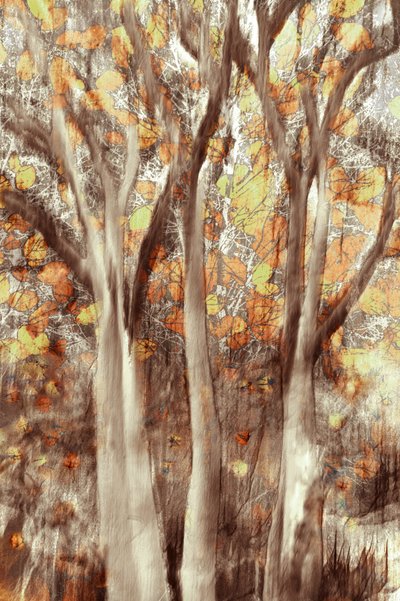 Goldener Herbstwald von Christina Sillen