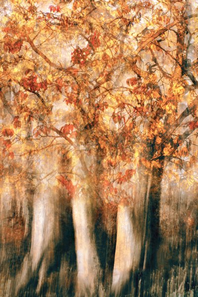 Goldener Herbstwald Unschärfe von Christina Sillen