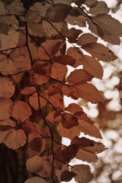 Goldene Herbstblätter von Christina Sillen