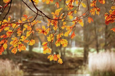 Goldene Herbst-Eichenblätter von Christina Sillen