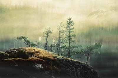Nebelige Waldkiefern von Christina Sillen
