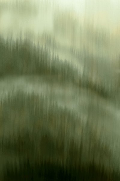 Neblige Waldruhe von Christina Sillen