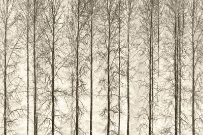 Monochrome Winterbäume von Christina Sillen