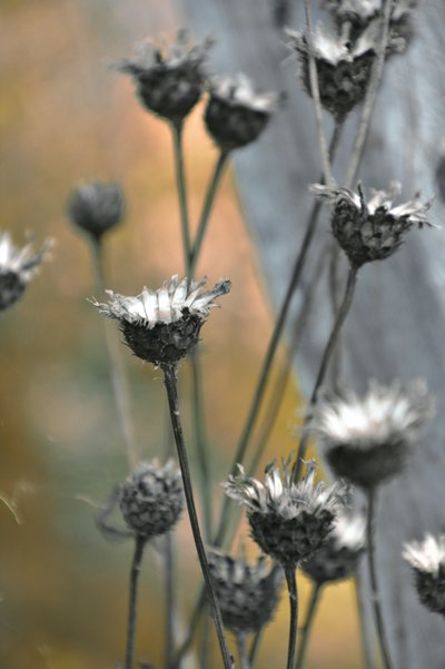 Gedämpfte Gartendisteln von Christina Sillen