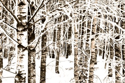 Verschneiter Birkenwald von Christina Sillen