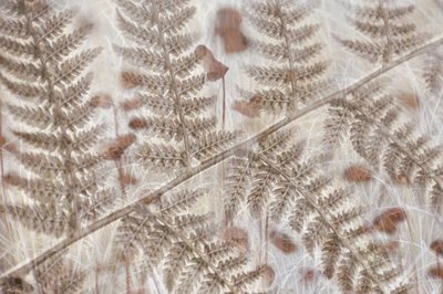 Weiche Herbstfarne von Christina Sillen