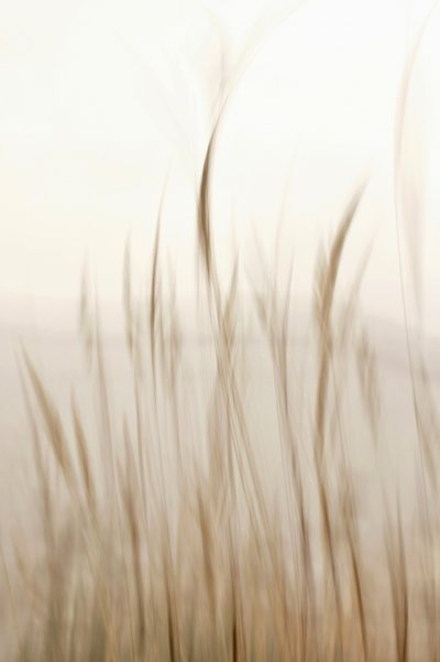 Weiches fließendes Gras von Christina Sillen