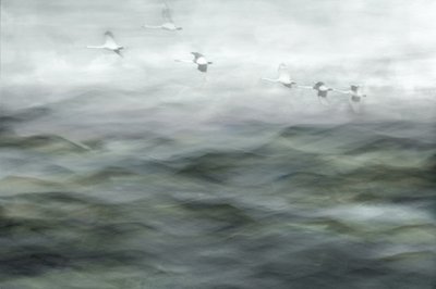 Schwäne über nebligem Wasser von Christina Sillen