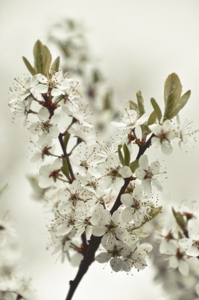Weiße Frühlingsblüten von Christina Sillen