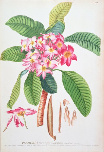Plumeria: aus Plantae Selectae, von Christoph Jacob Trew und Georg Dionysius Ehret (1710-70); Frangipanier von Christoph Jacob & Ehert Georg Dionysius (1708/9 70) Trew