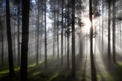 Nebliger Wald mit Sonnenstrahlen von Christoph Schaarschmidt
