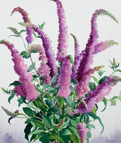 Wilde Buddleia von Christopher Ryland
