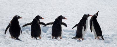 Pinguine auf einem verschneiten Spaziergang von Chuanxu Ren