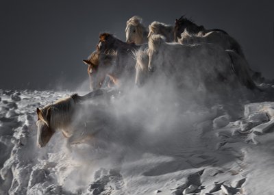Wilde Pferde im Schnee von Chuanxu Ren