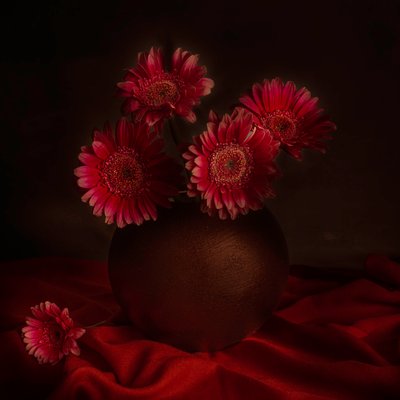 Stimmungsvolles Gerbera-Stillleben von Cicek Kiral