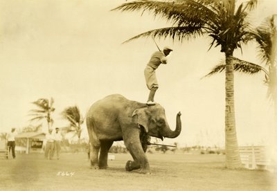 Golfer steht auf Rosie dem Elefanten, Miami Beach, 2. Mai 1927 von Claude C. Matlack