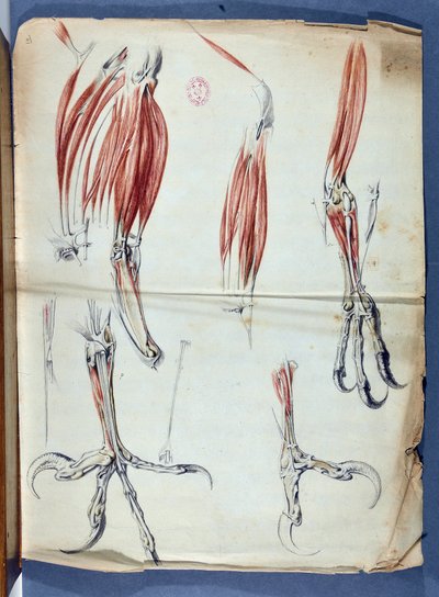 Anatomie eines Adlerfußes veröffentlicht in „Mémoires pour servir à l