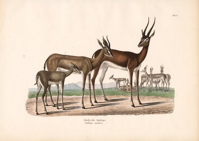 Arabischer Oryx in Halbwüste von Conrad Kull