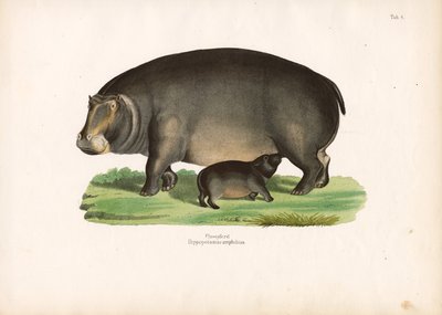 Nilpferd mit Kalb von Conrad Kull