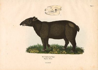 Bergtapir von Conrad Kull