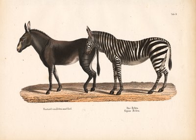 Steppenzebra und Zebra-Esel-Hybrid von Conrad Kull