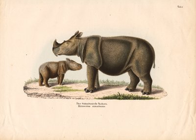 Sumatra-Nashorn mit Kalb von Conrad Kull