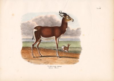 Weißring-Antilope von Conrad Kull