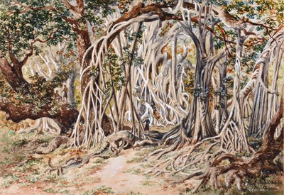 Studie des Baka Delo Baums, Anie Bay, Nananu, Fidschi von Constance Frederica Gordon Cumming