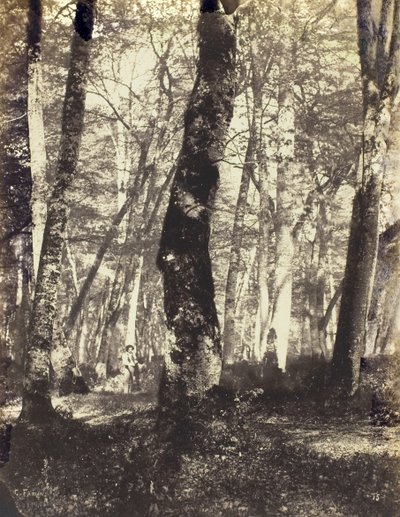 Studie im Barbizon-Wald, 1860-69 von Constant Alexandre Famin