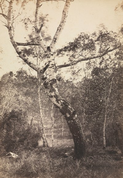 Studie einer Birke, Barbizon, 1860er-1870er Jahre von Constant Alexandre Famin