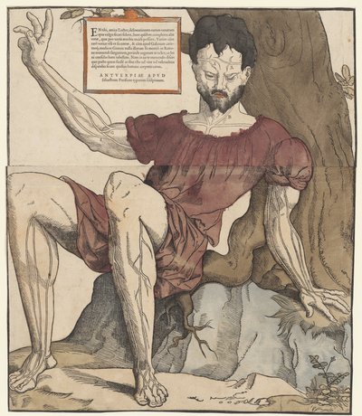 Die Adern des menschlichen Körpers von Cornelis Anthonisz.