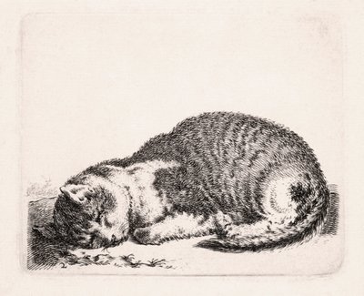 Schlafende Katze, ca. 1607-81 von Cornelis Saftleven