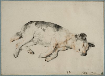 Studie eines schlafenden Hundes von Cornelis Visscher