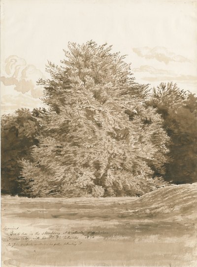 Wrottesley Hall - Der Strauchgarten von Cornelius Varley