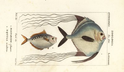 Afrikanischer Pompano, Alectis ciliaris, Blepharis ciliaris, Blefaride ciliare 1 und Ponyfisch, Poulain ruse, Leiognathus equulus 2 von Corsi Corsi