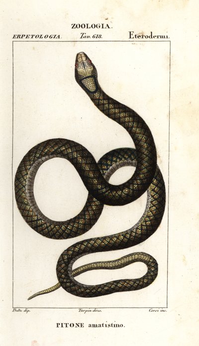 Amethystpython, Simalia amethistina von Corsi Corsi