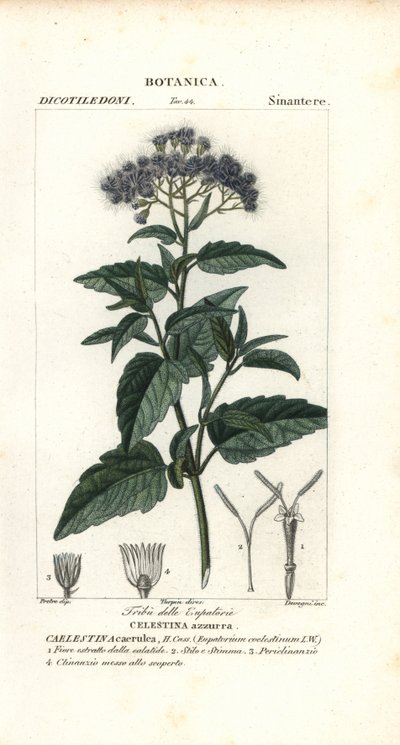 Schmetterlingsnebel, Ageratum corymbosum von Corsi Corsi