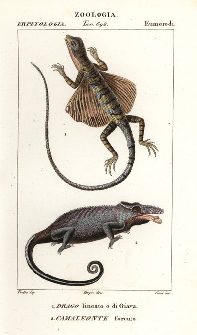 Flugdrache und Zweihornchamäleon von Corsi Corsi