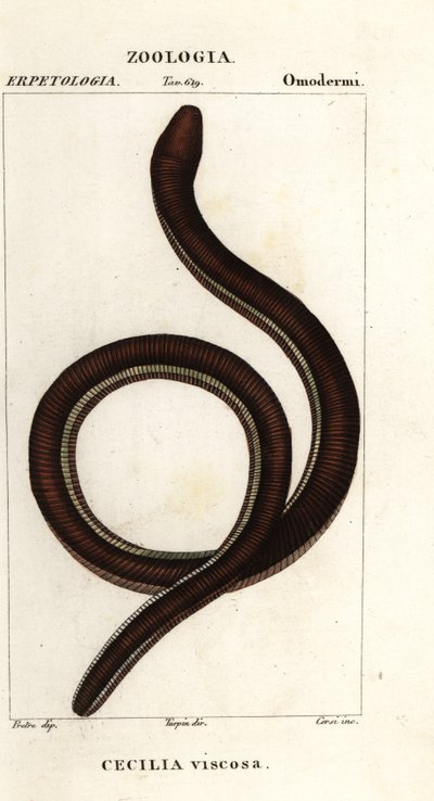Gemeiner Gelbbindenwurm, Ichthyophis glutinosus von Corsi Corsi