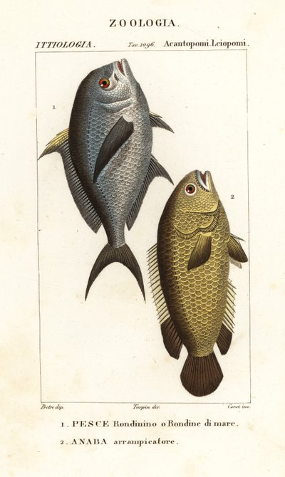 Riffbarsch, Chromis chromis 1, und Kletterfisch, Anabas testudineus 2 von Corsi Corsi