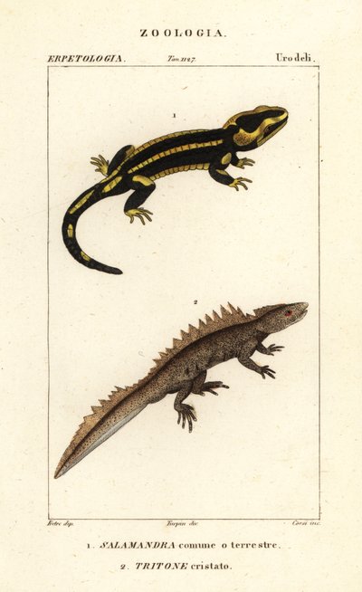 Feuersalamander, Salamandra salamandra 1, und Kammmolch, Triturus cristatus (vom Aussterben bedroht) 2 von Corsi Corsi