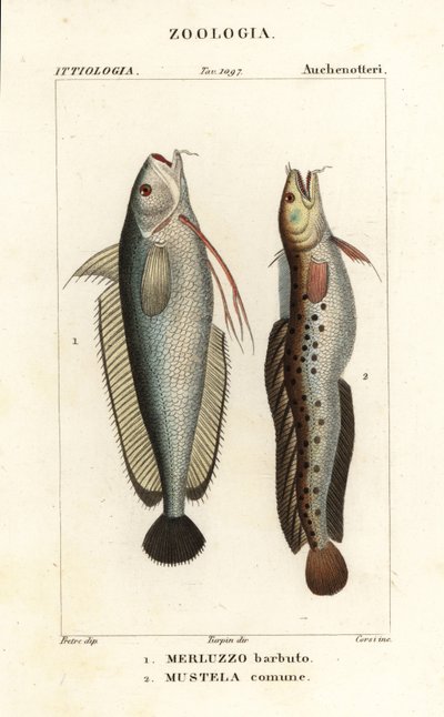 Gabeldorsch, Phycis phycis 1 und Fünfbärtiger Seeskorpion, Ciliata mustela von Corsi Corsi