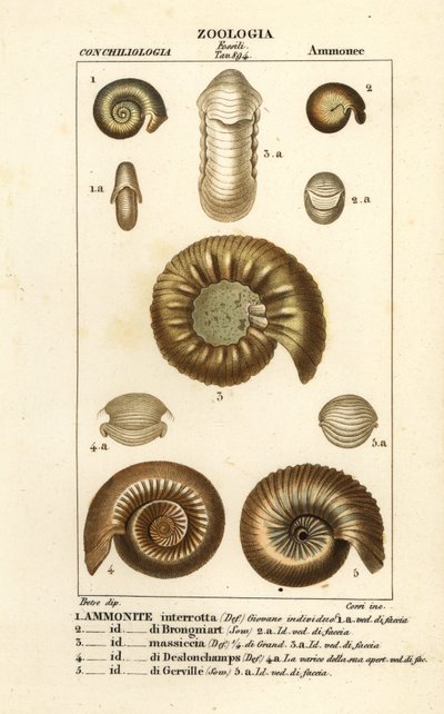 Fossilien ausgestorbener Ammonitenarten von Corsi Corsi