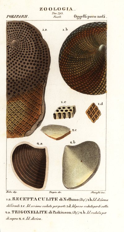 Fossilien ausgestorbener Korallen von Corsi Corsi