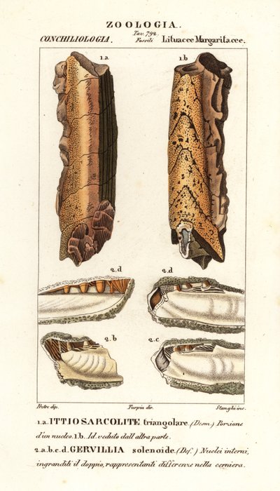 Fossilien ausgestorbener Mollusken von Corsi Corsi