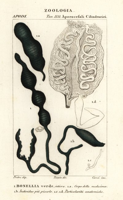 Grüner Löffelwurm, Bonellia viridis von Corsi Corsi