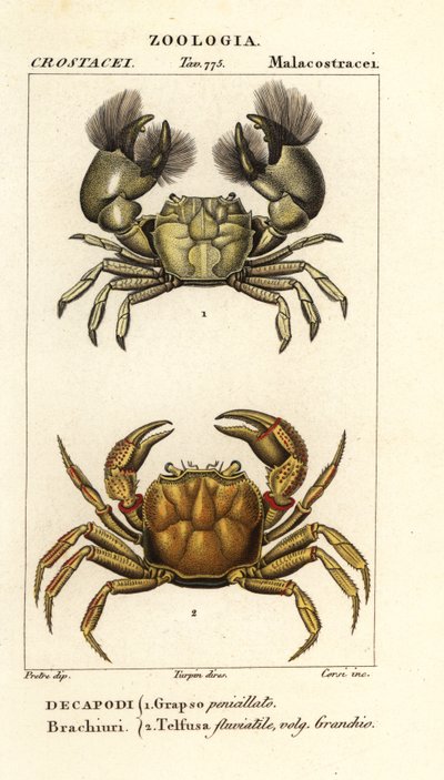 Hemigrapsus penicillatus und Potamon fluviatile von Corsi Corsi