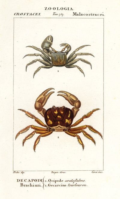 Hornkrabbe und Zombiekrabbe von Corsi Corsi