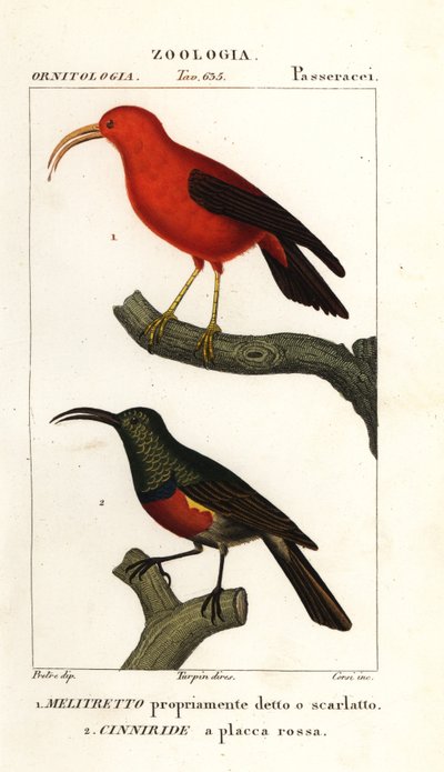 Iiwi und größerer Doppelkolliersonnenvogel von Corsi Corsi